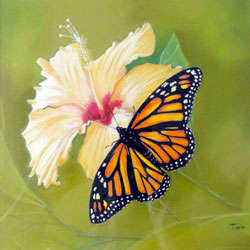 pastel d'un papillon Le monarque