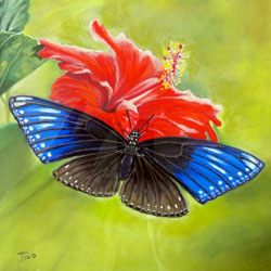 pastel d'un papillon d'Asie